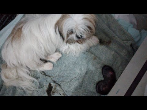 Video: Aborto Espontáneo En Perros