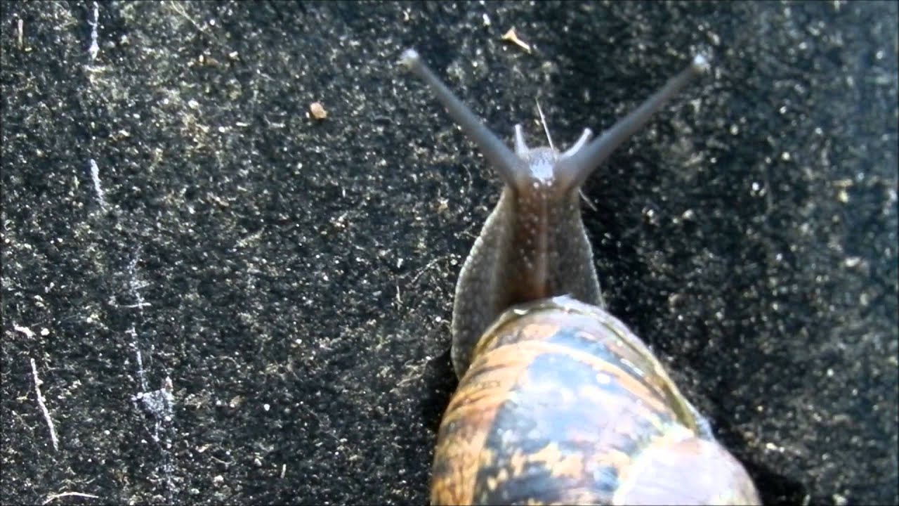 Sid the snail