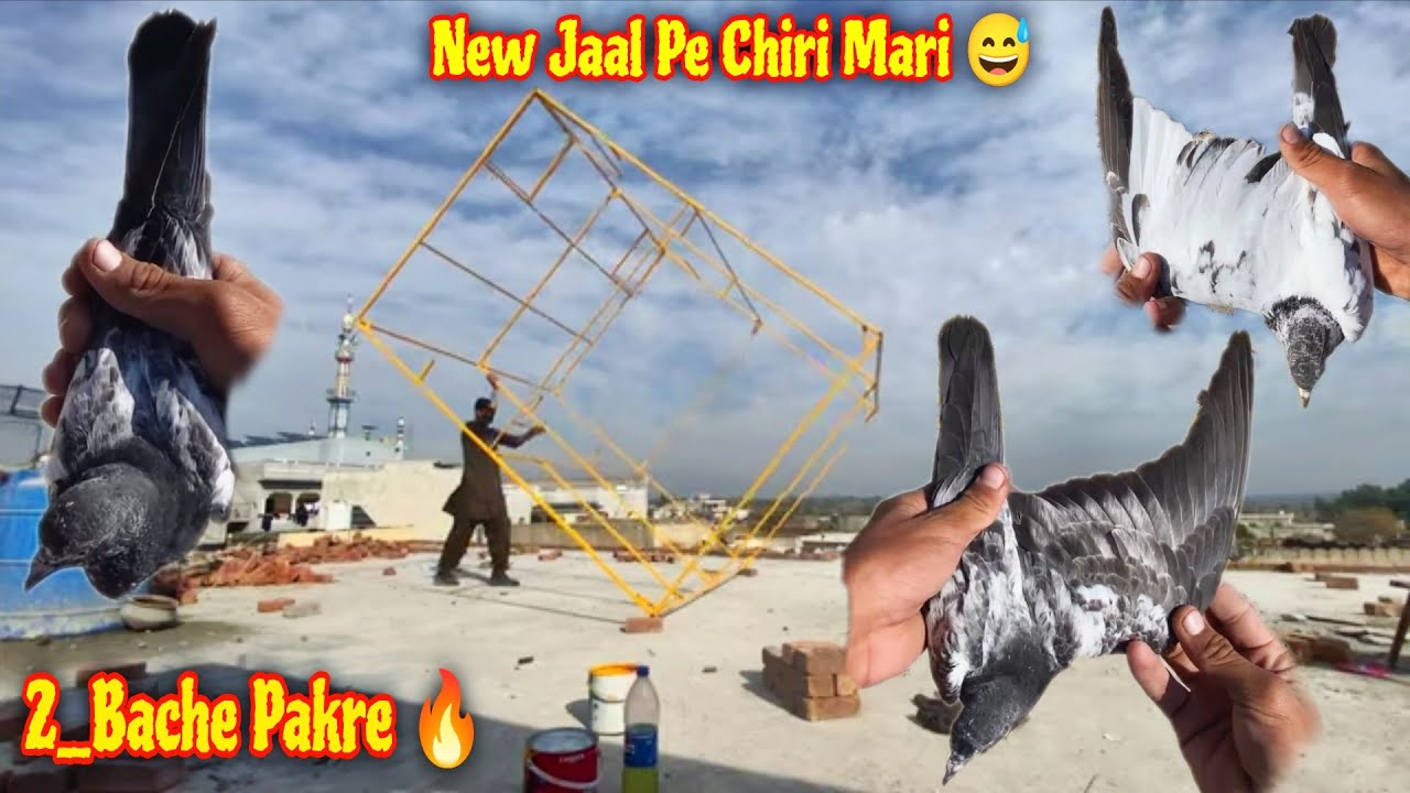 New Jaal Or New Chiri Mari Start 🔥 2_Bache Pakar Liye 🕊️😍