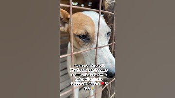 Please don’t scroll,  My dream is to become a content creator who helps all animals,  🙏