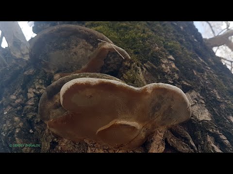 Трутовик ложный обожженный Phellinus igniarius Применение в народной медицине