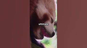 Red Panda Fun Fact  Cuteness Overload!   #adorableanimals