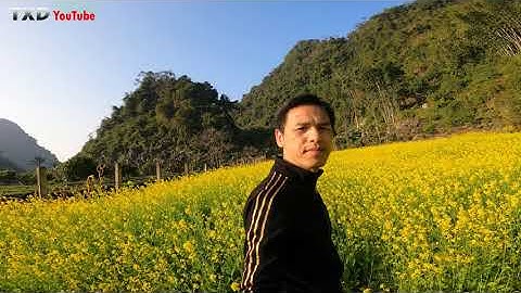 Mùa Hoa Cải  Video 4K (Ultra HD)