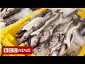 New video by BBC News on YouTube