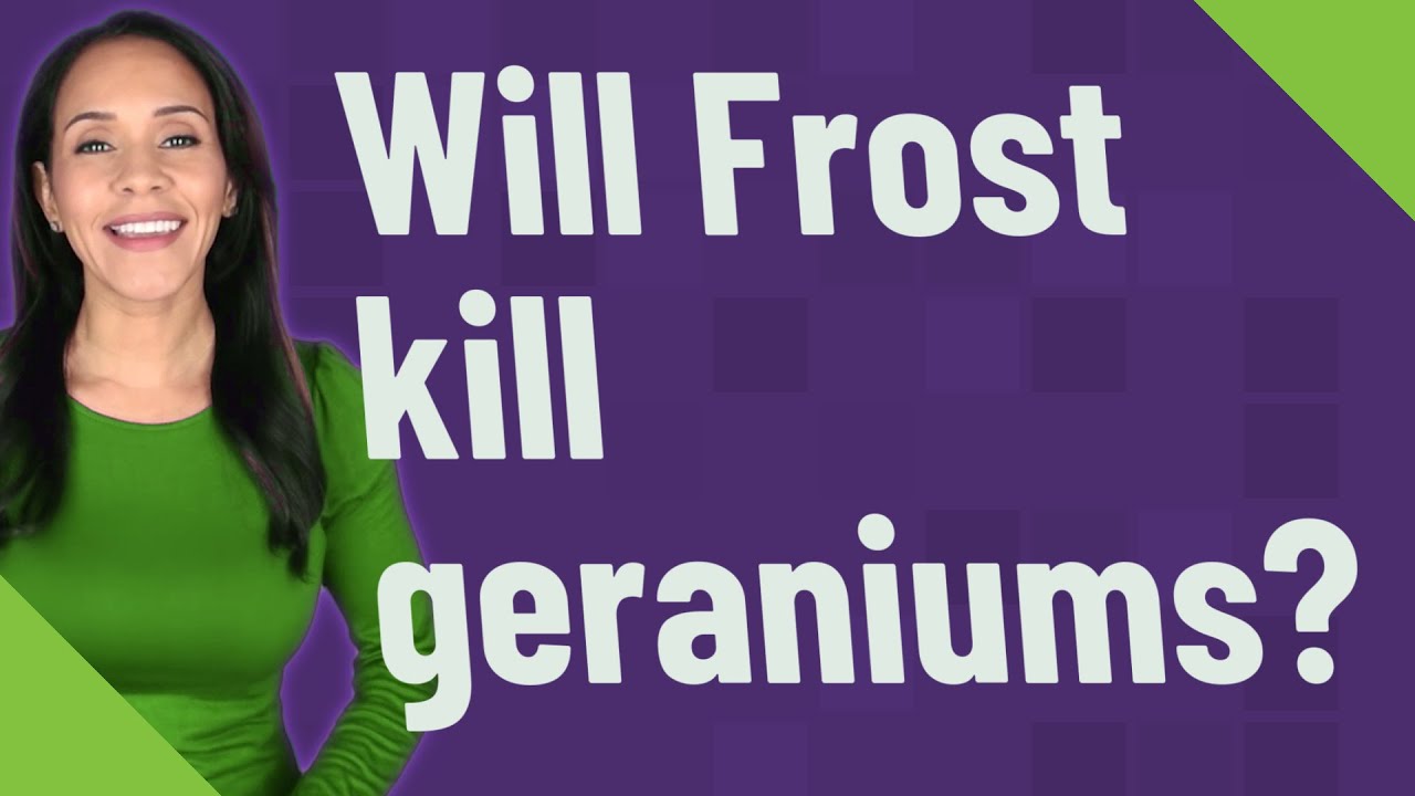 Will Frost kill geraniums? YouTube