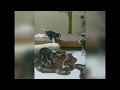 6 weeks very playful beagle puppies