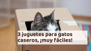 3 juguetes para gatos caseros, ¡muy fáciles!