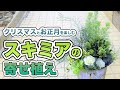 【おしゃれな寄せ植え】スキミアで楽しむクリスマスとお正月！