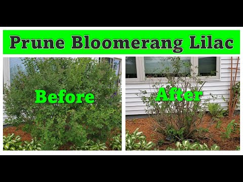 How to Prune Bloomerang Lilac (With UPDATES)