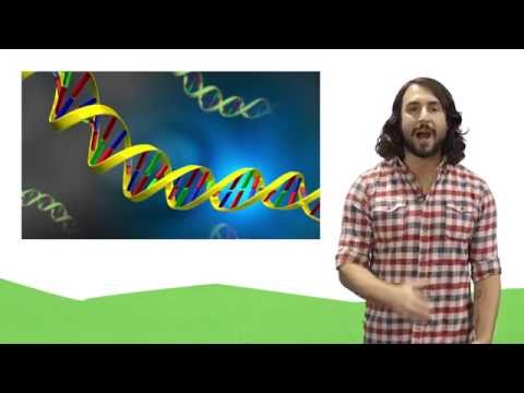 Video: Este rna ribozomal un acid nucleic?