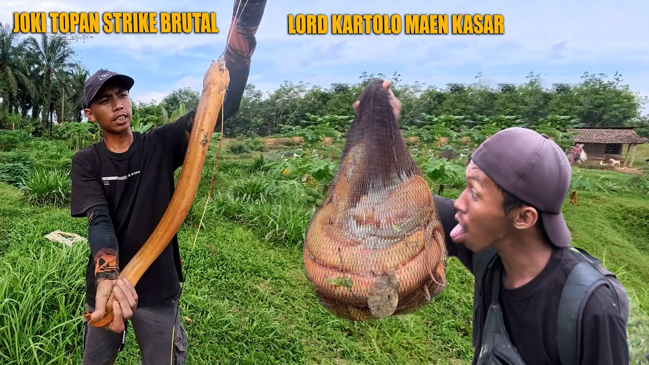 GREBEK SATU PETAK KOLAM YANG TERNYATA ISINYA BELUT SUPER KUNING SEMUA