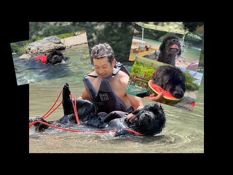 豹変するほど水が好きな愛犬が川で遊ばなくなりました