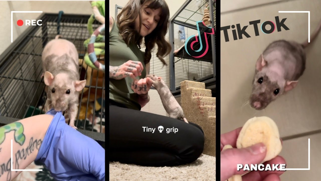20 minutes of Rats to Soothe Your Soul | TikTok Compilation pt.4