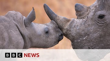 How tech is helping the world’s most endangered species | BBC News