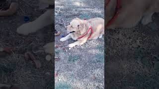 🎯 O Khubsurat Nari #funny #comedy #entertainment #viralvideo #cutelisa #goldenretriever #cartoon
