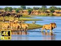 Wildlife Survival 4K: Untamed African Wilderness in Serene 4K with Calming Piano &amp; Real Sounds