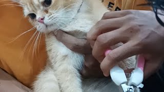 Grooming kimmy first