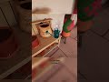 Botanik w XIX wiecznej Anglii - Botany Manor