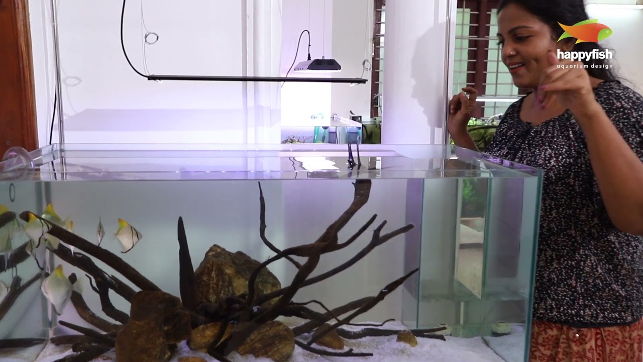 MONO ANGEL ~ FRESH WATER AQUARIUM ~ HAPPY FISH AQUARIUM TRIVANDRUM V3