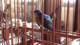 Kolibri - Sunbird