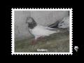 Lalamusa pigeons