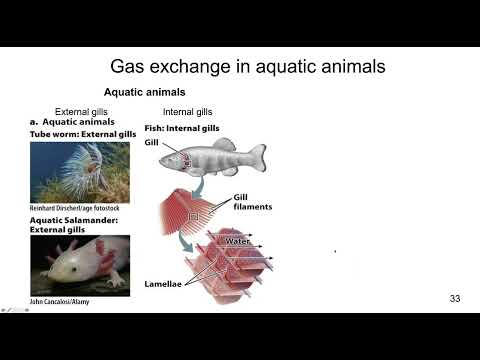 Lecture 31c Gas Exchange in Animals