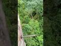 Jalur Paku Ke Puncak Ketinggian Sarang Madu