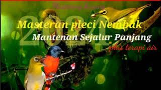 Masteran Pleci Nembak Mantenan Sejalur Panjang plus terapi Air @corroendhundhut1693