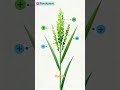 Journey of the Rice Plant 🌾 | From Seed to Harvest #aestheticflowers #carrot #seedcorn #goldenrice