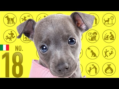 वीडियो: 10 डॉग नस्लों के साथ गंध की सर्वश्रेष्ठ भावना