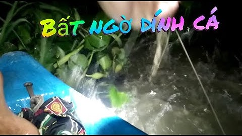 Cắm câu thác lác cườm dính cá không hay   #tuanvlogssanbatmuusinh
