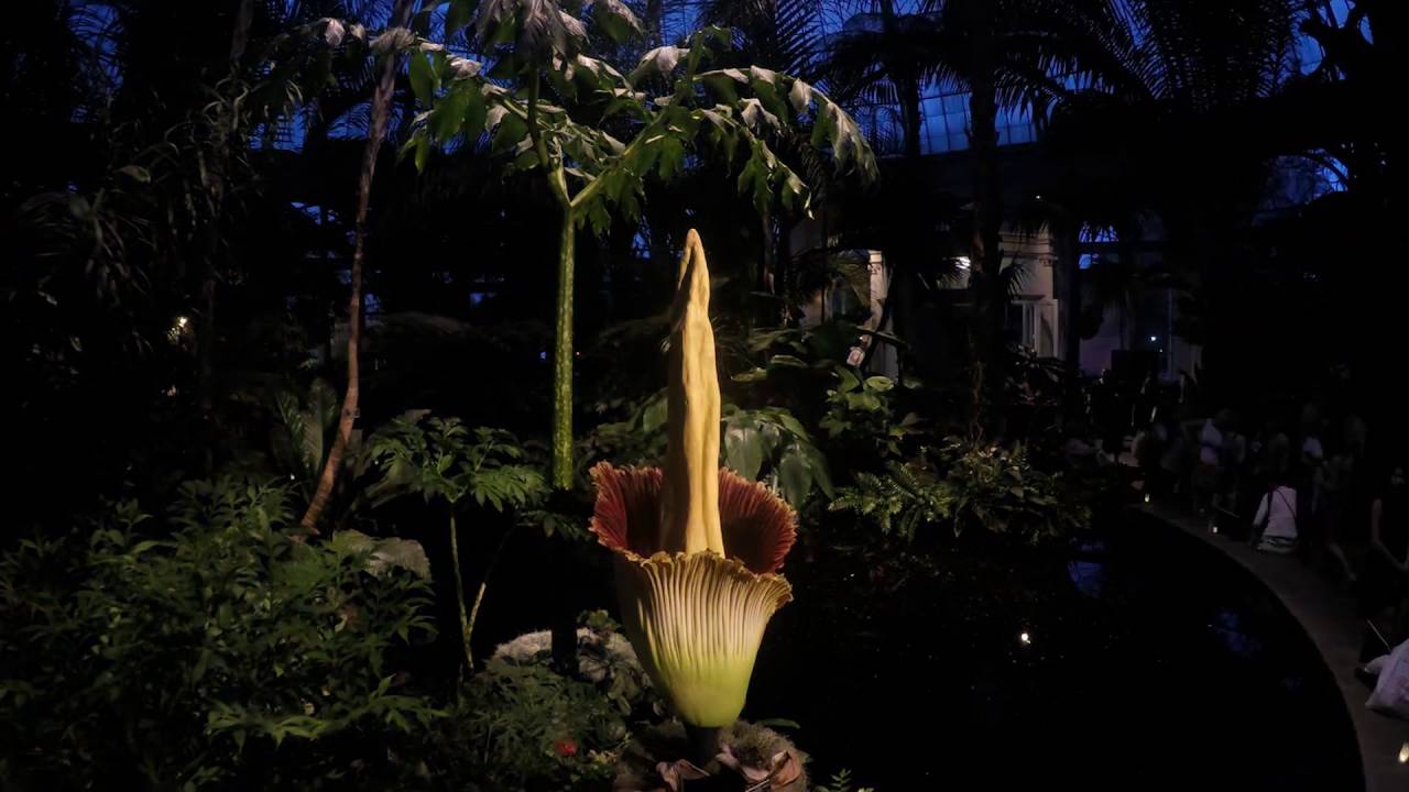 the nybg corpse flower bloom – time lapse