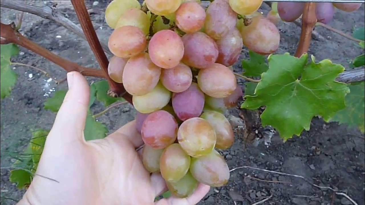 сорт винограда рада