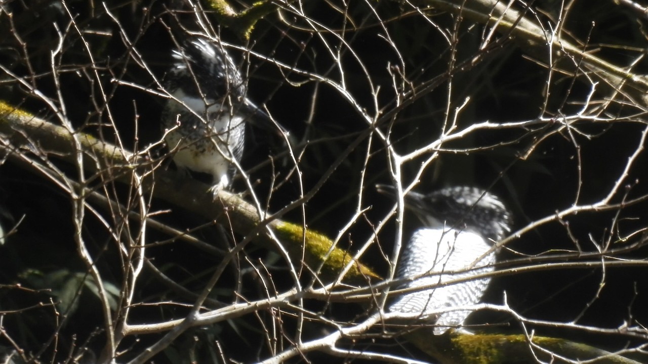 ヤマセミペアMOVIE  260307 あっちこっち移動してる