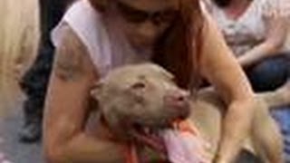 Prada Gets Rescued | Pit Bulls and Parolees