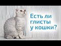 Как определить, есть ли ГЛИСТЫ У КОШКИ, и чем лечить питомца