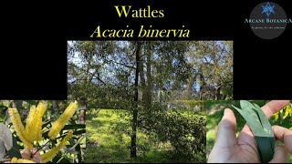 Acacia ID (Wattles): Acacia binervia (Coastal Myall)