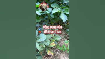 Bạn đã biết công dụng của Tiên Hạc Thảo chưa?