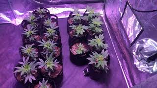 Week 1 flower Afghan/OG Kush perpetual harvest