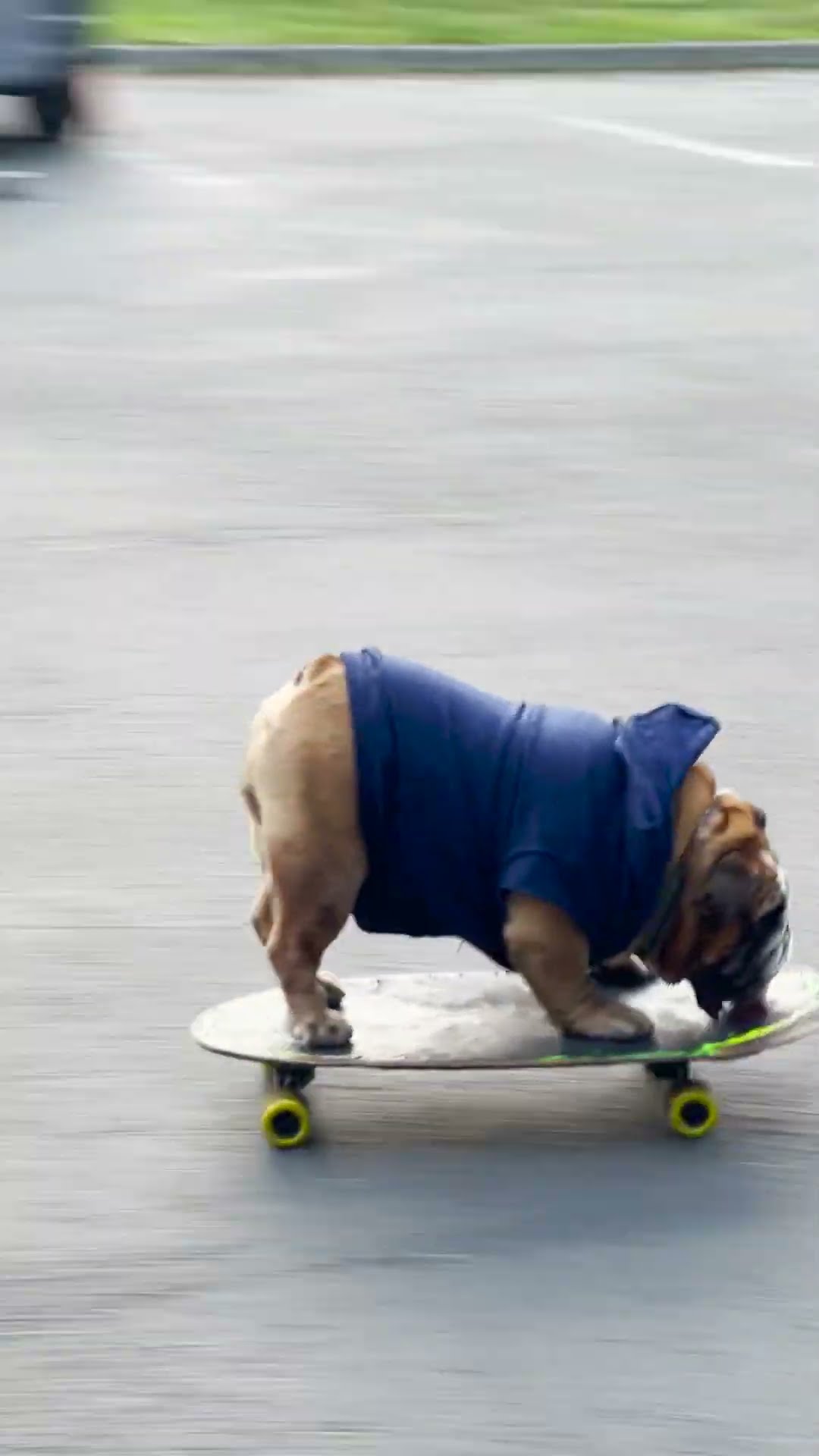 Chowder The Bulldog Shows Everyone How To Skate | The Dodo