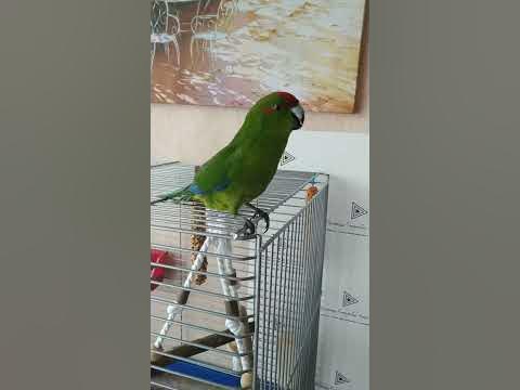 Какарик ругается - YouTube