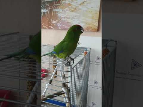 Какарик ругается