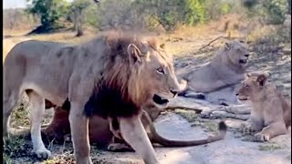 Young Nkuhuma lions - Oct 1 2023 by Stephanie 1,180 views 7 months ago 1 minute, 34 seconds