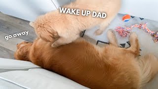 Wake Up Dad It's Time to Play!