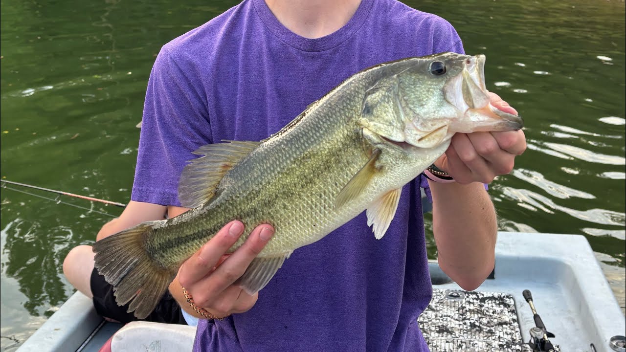 Big Bass Catching 📍Boone Lake TN