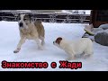 Первое Знакомство ЩЕНКА и АЛАБАЯ || Ума и Жади || ALABAI || CENTRAL ASIAN SHEPHERD DOG || PUPPY