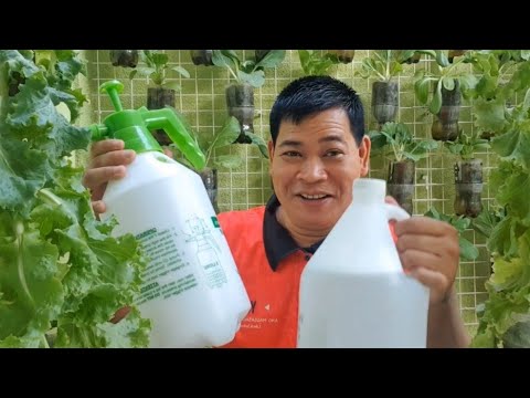 Video: Aster Powdery Mildew - Paano Gamutin ang Powdery Mildew Sa Mga Halaman ng Aster