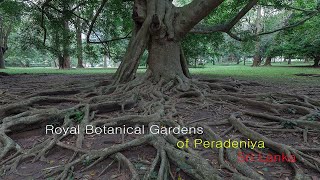 Шри Ланка. Ботанический сад Перадения / Sri Lanka. Royal Botanical Gardens of Peradeniya