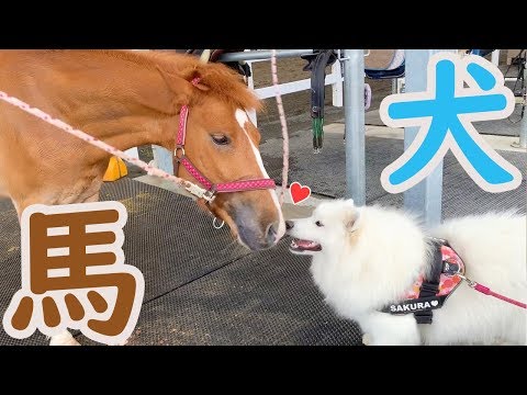 サモエド、馬と仲良くなる