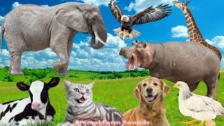 Happy Animal Moment, Familiar Animals Sounds: Eagle, Cow, Dog, Cat, Elephant  Animal Paradise
